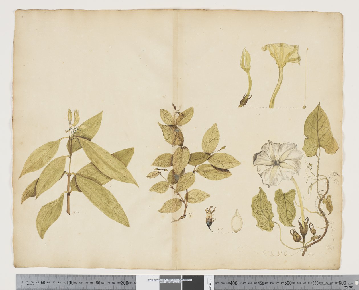 Wickstroemia Australis; Ipomea von John (attr. to) Doody