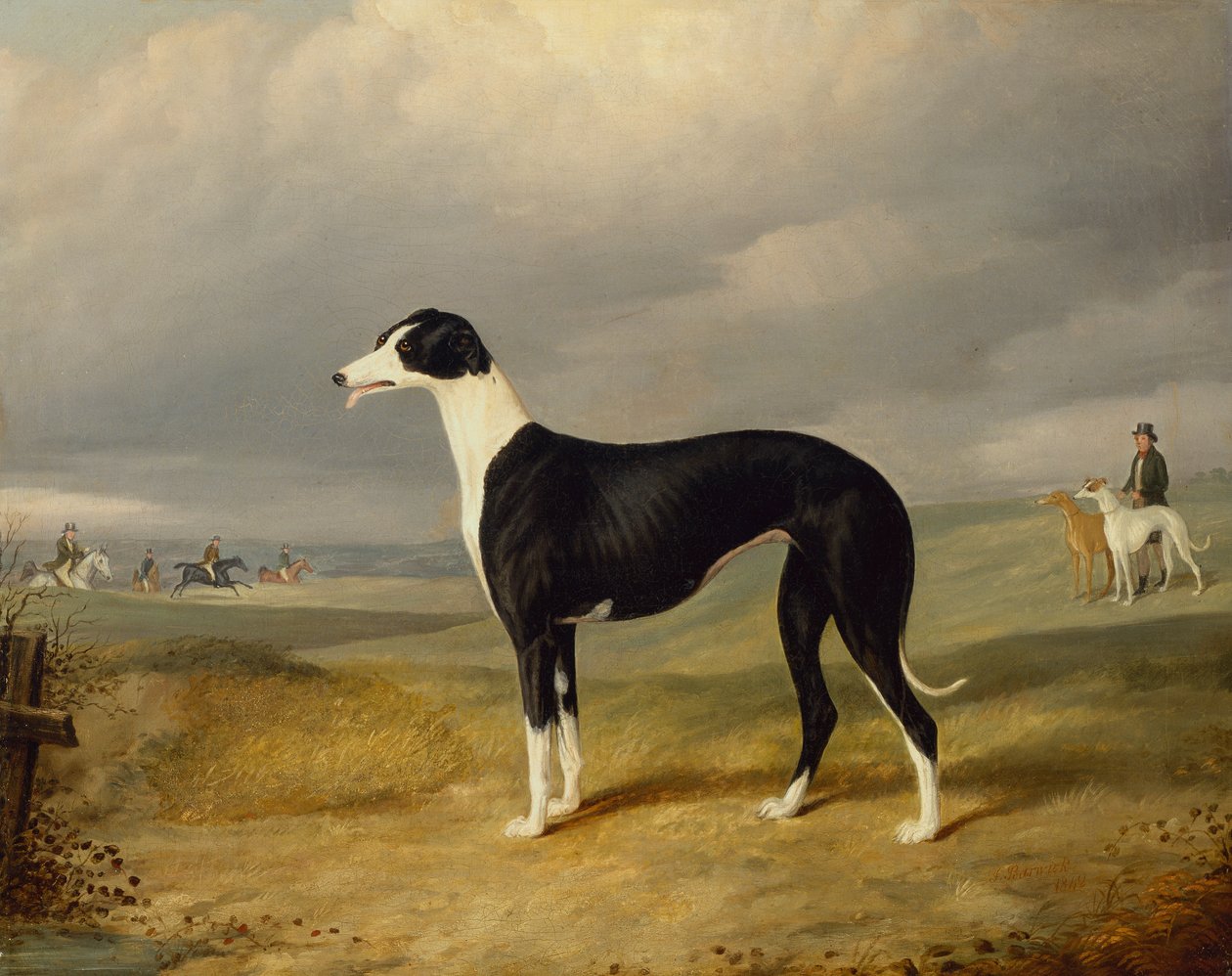 Ein schwarz-weißer Windhund in einer offenen Landschaft von John Barwick