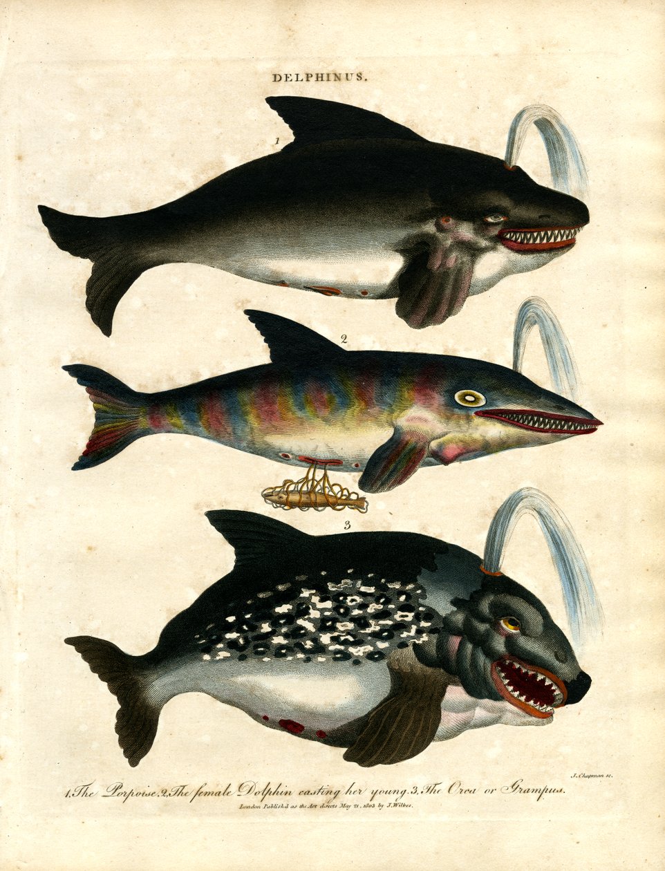 Delfine (Delphinus) von John Chapman
