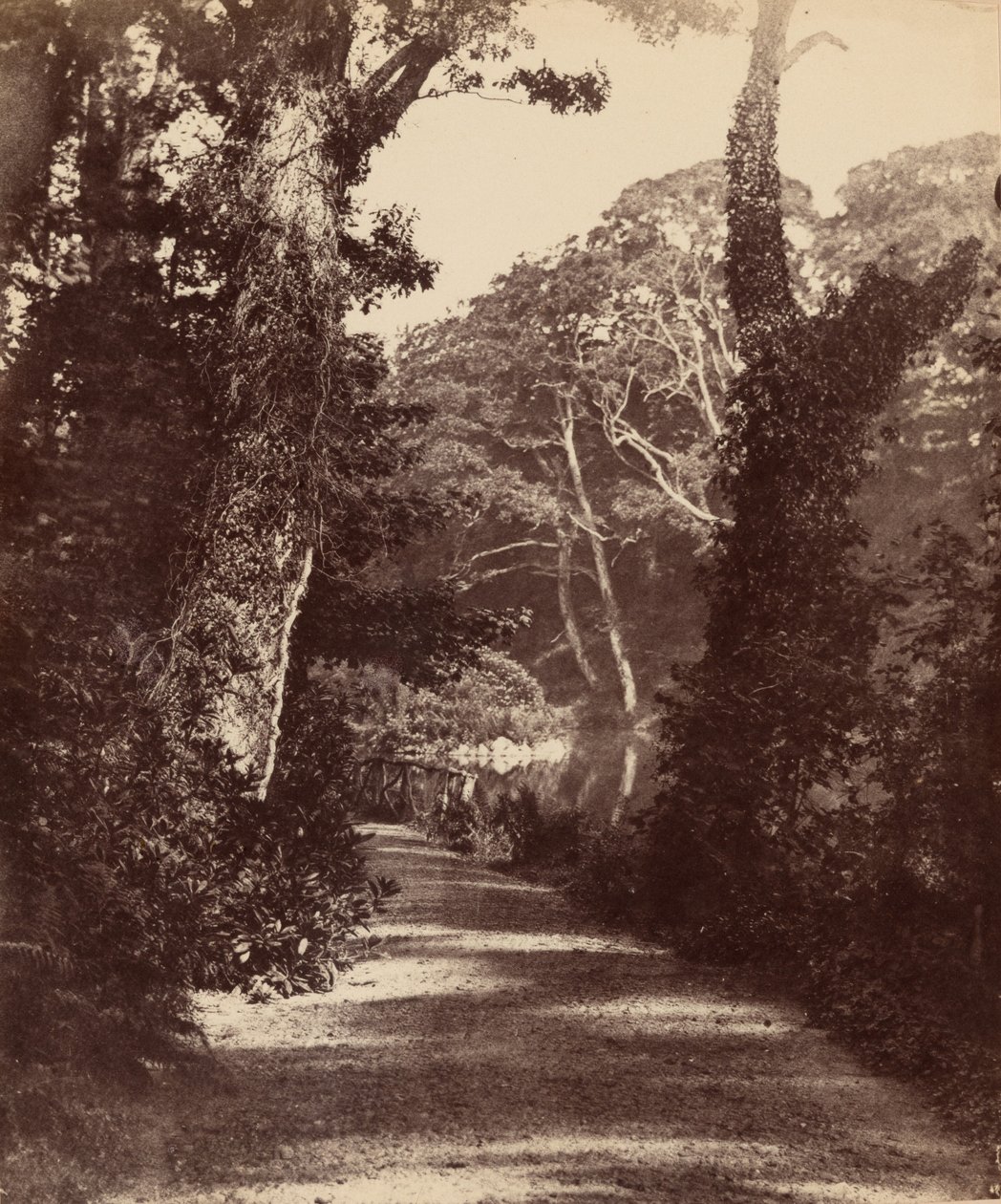 Der obere See, Penllergare Valley Woods von John Dillwyn Llewelyn