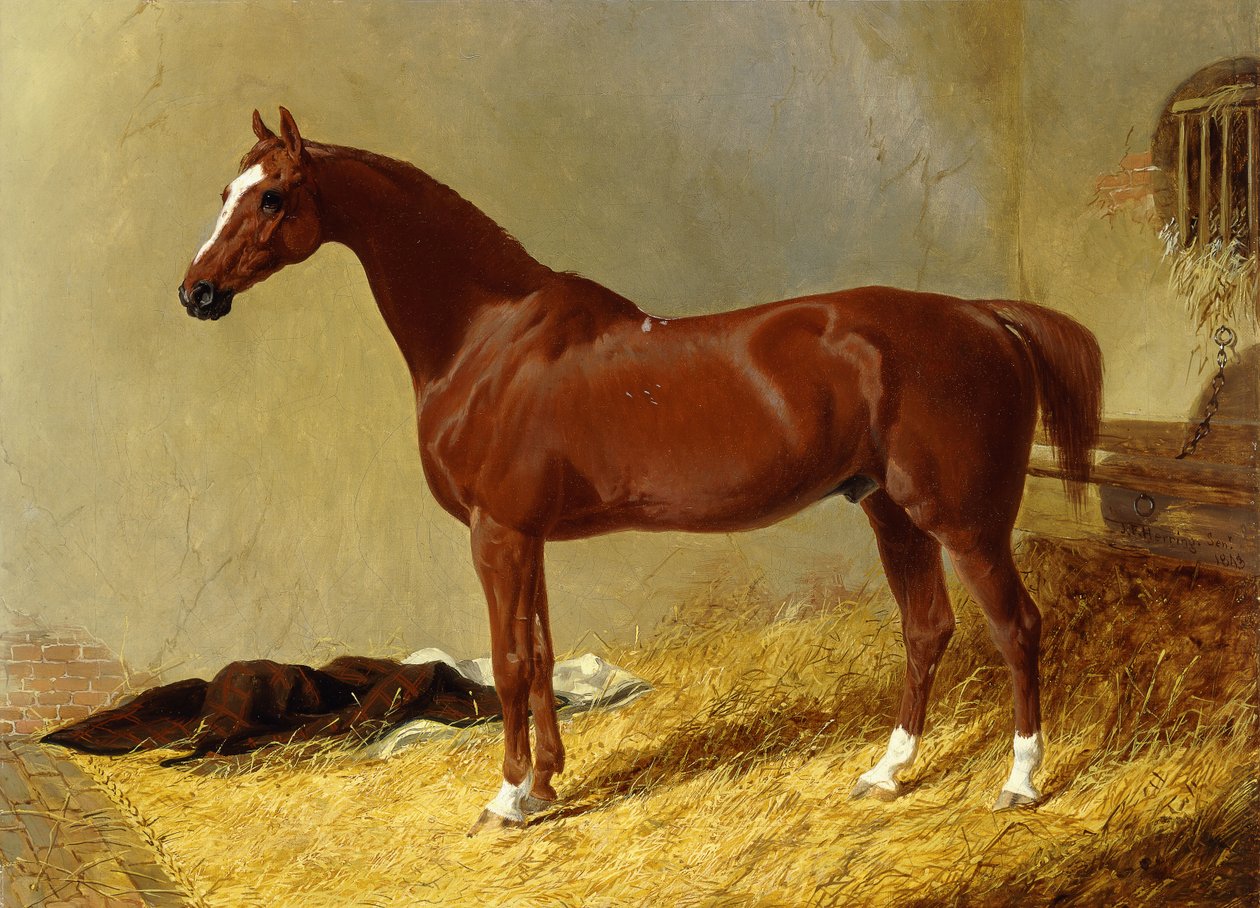Ein braunes Rennpferd in einer Box, 1843 von John Frederick Herring Senior
