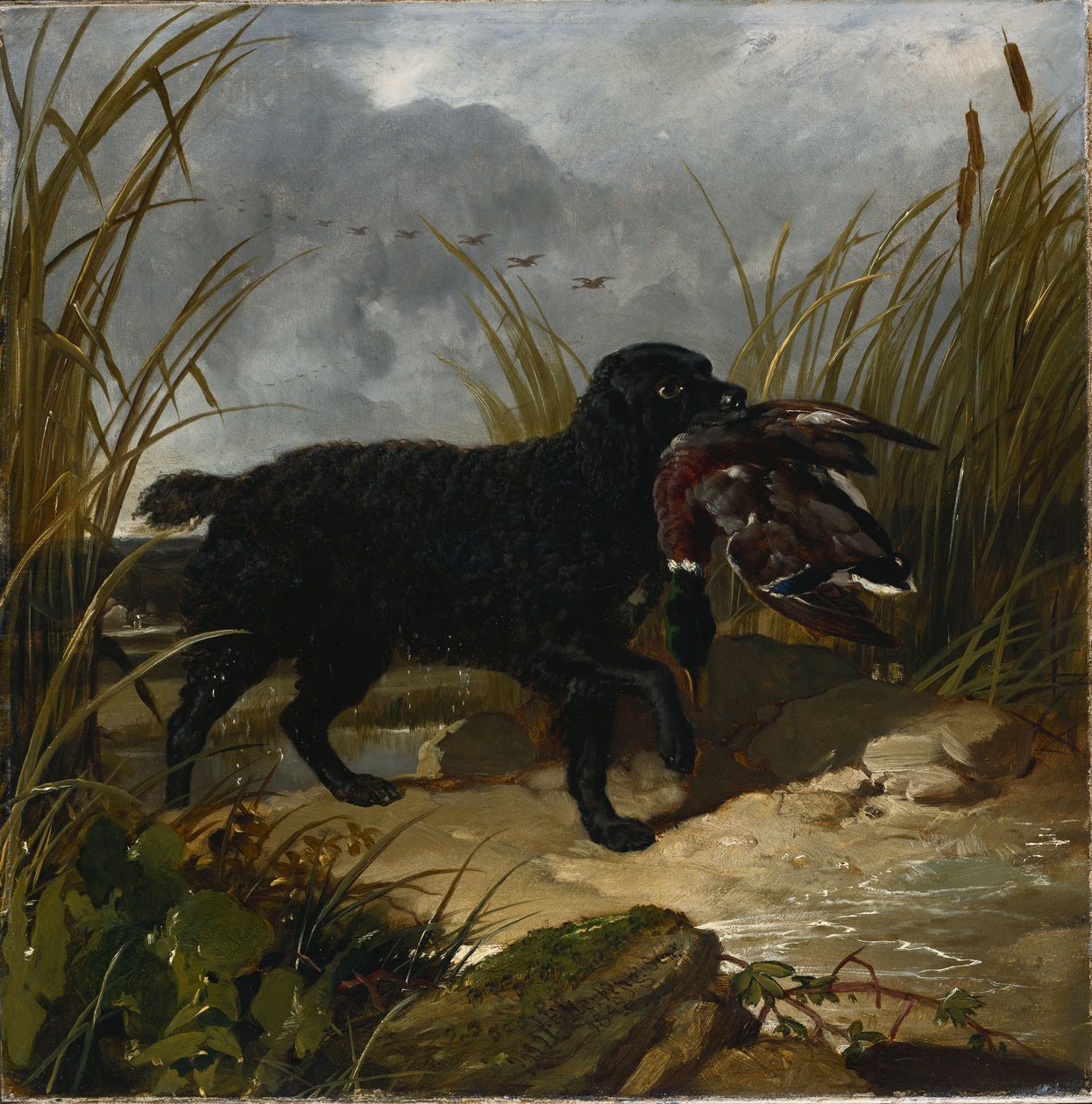 Ein irischer Wasserspaniel apportiert eine Stockente, 1849 von John Frederick Herring Senior
