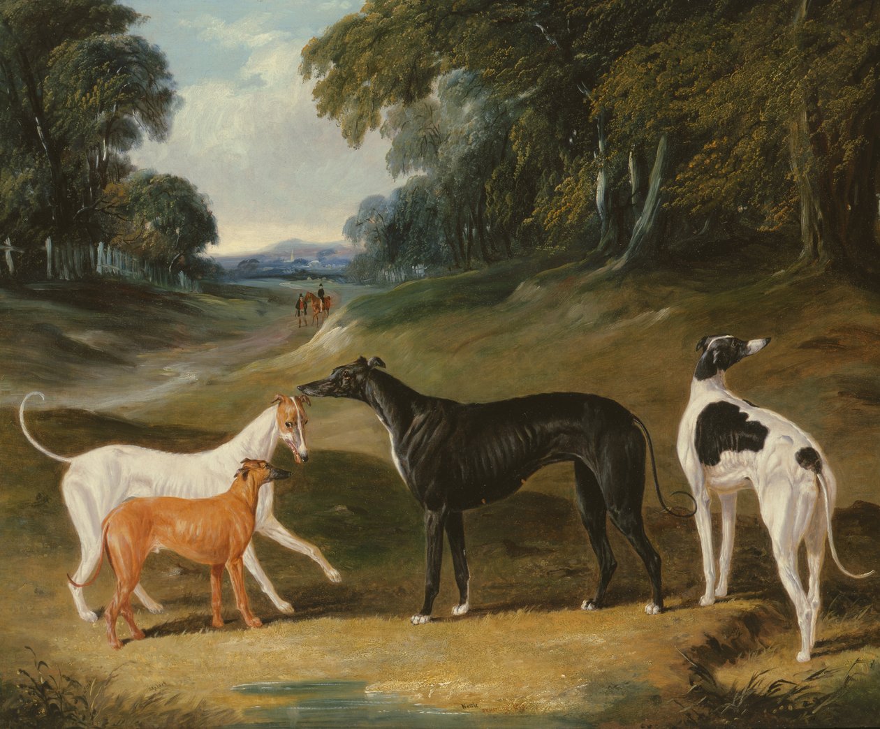 Windhunde, 
