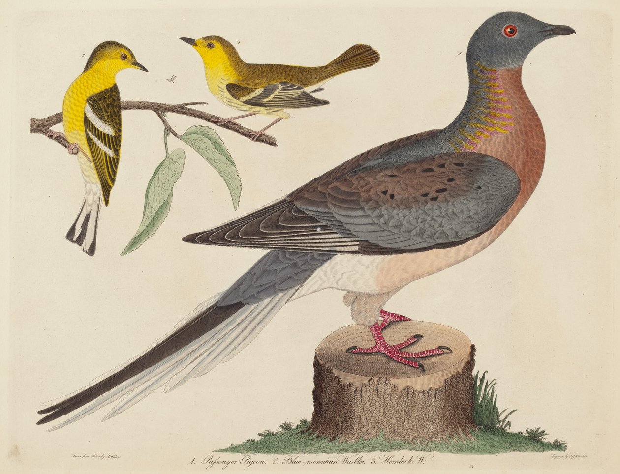 Wandertaube, Blaugebirgs-Waldsänger und Hemlock-Waldsänger von John G. Warnicke