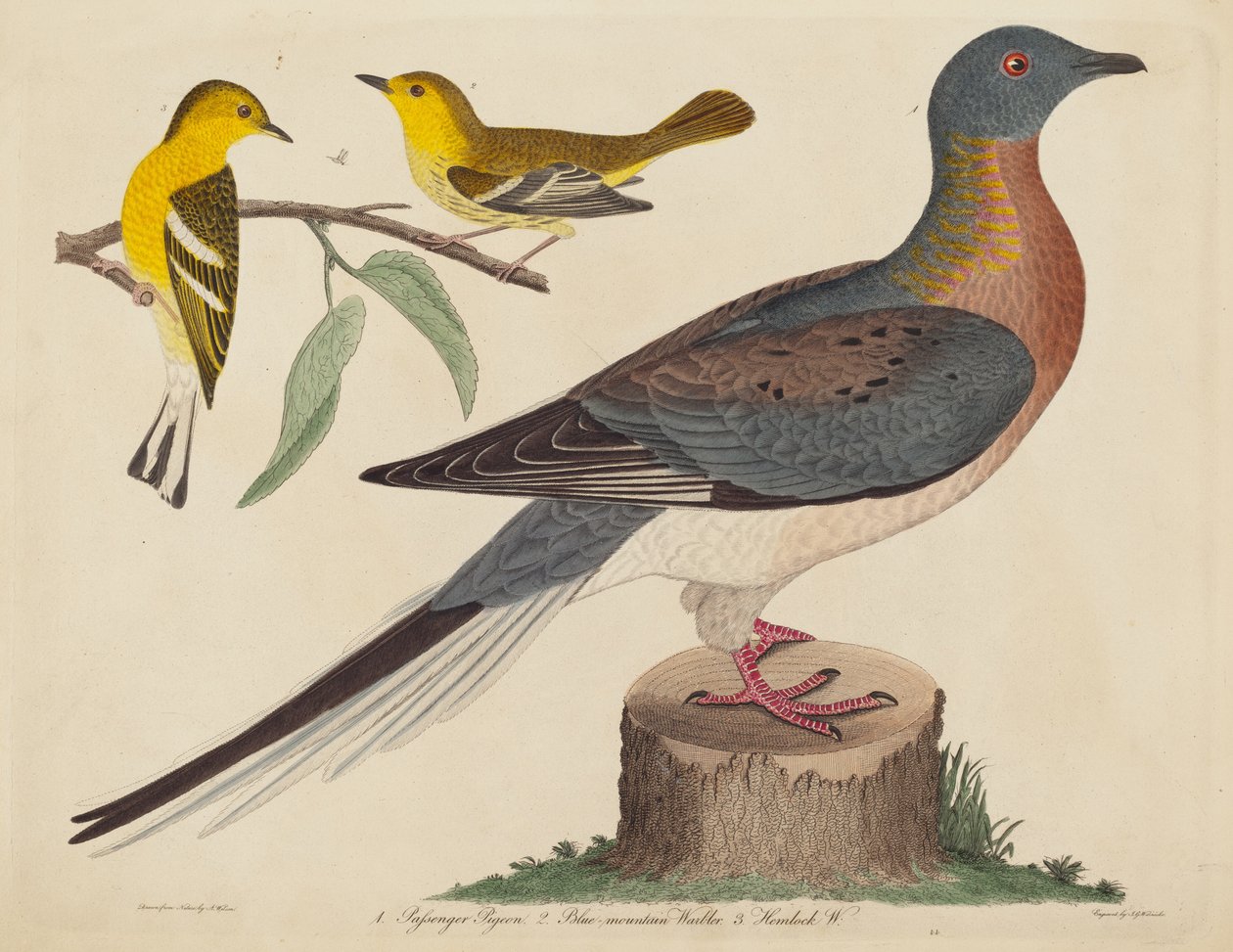 Wandertaube, Blaugebirgs-Waldsänger und Hemlock-Waldsänger von John G. Warnicke
