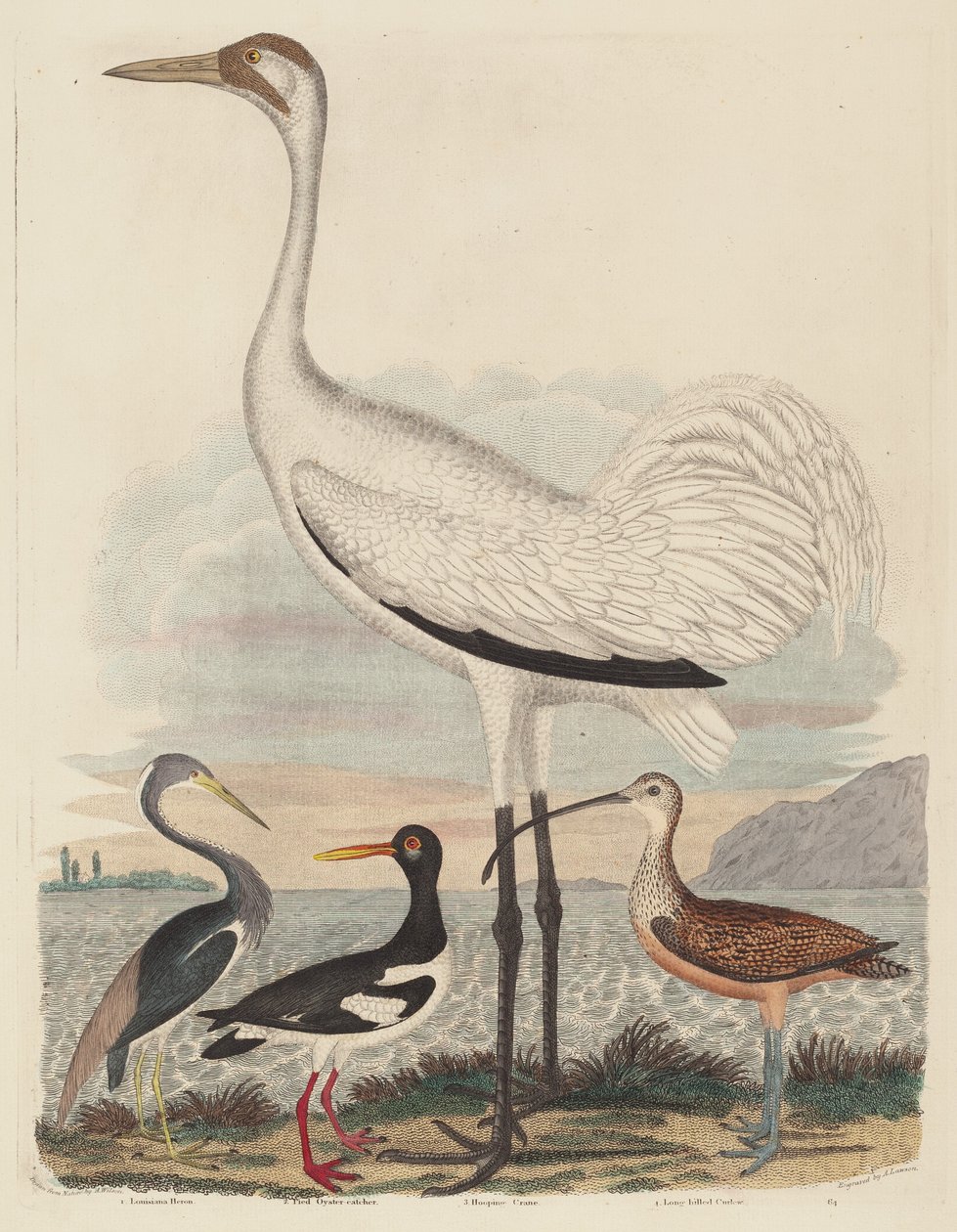Louisiana-Reiher, Austernfischer, Kranich und Langschnabel-Brachvogel von John G. Warnicke after Alexander Wilson