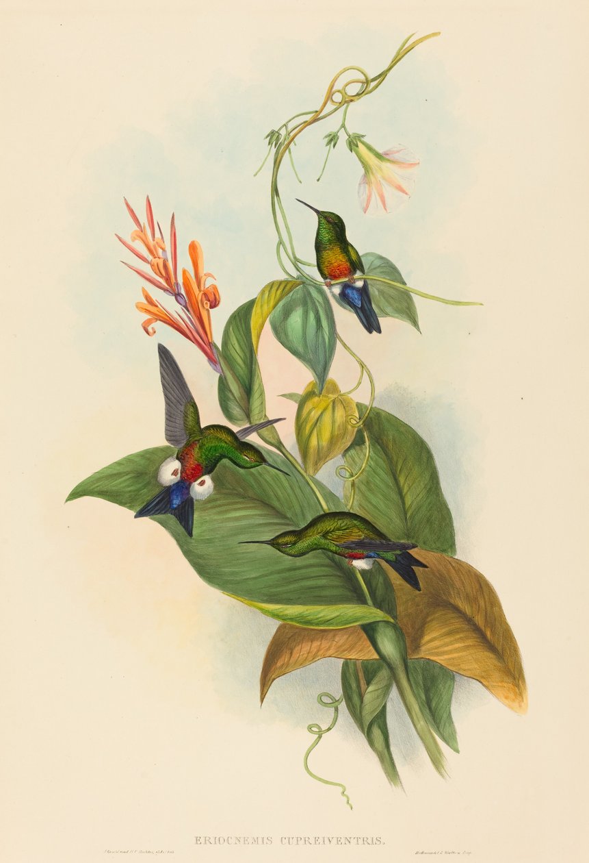 Eriocnemis cupreiventris Kupferbauch-Puffbein. Schöpfer: John Gould, Henry Constantine Richter von John Gould and Henry Constantine Richter John Gould and Henry Constantine Richter