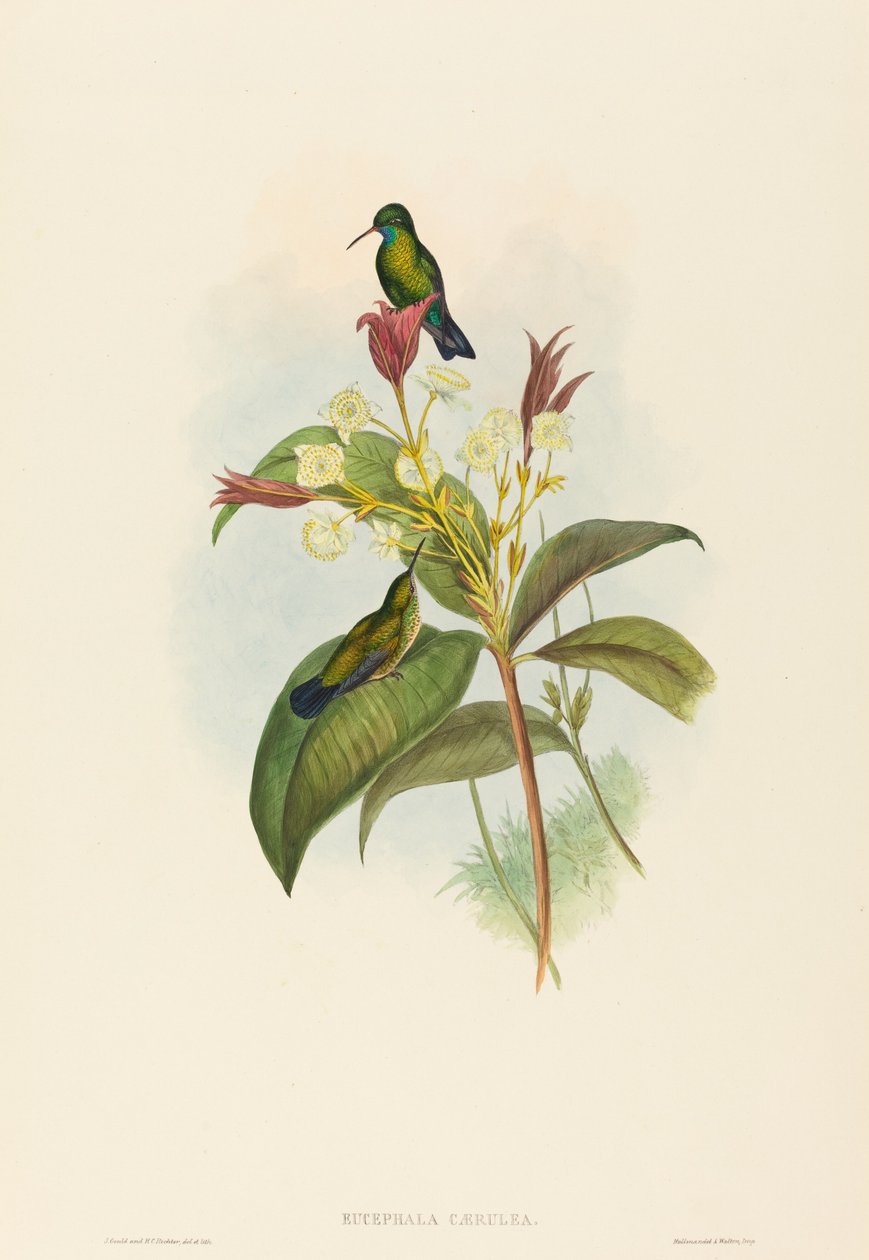 Eucephala caerulea Blaukehlsaphir. Schöpfer: John Gould, Henry Constantine Richter von John Gould and Henry Constantine Richter John Gould and Henry Constantine Richter