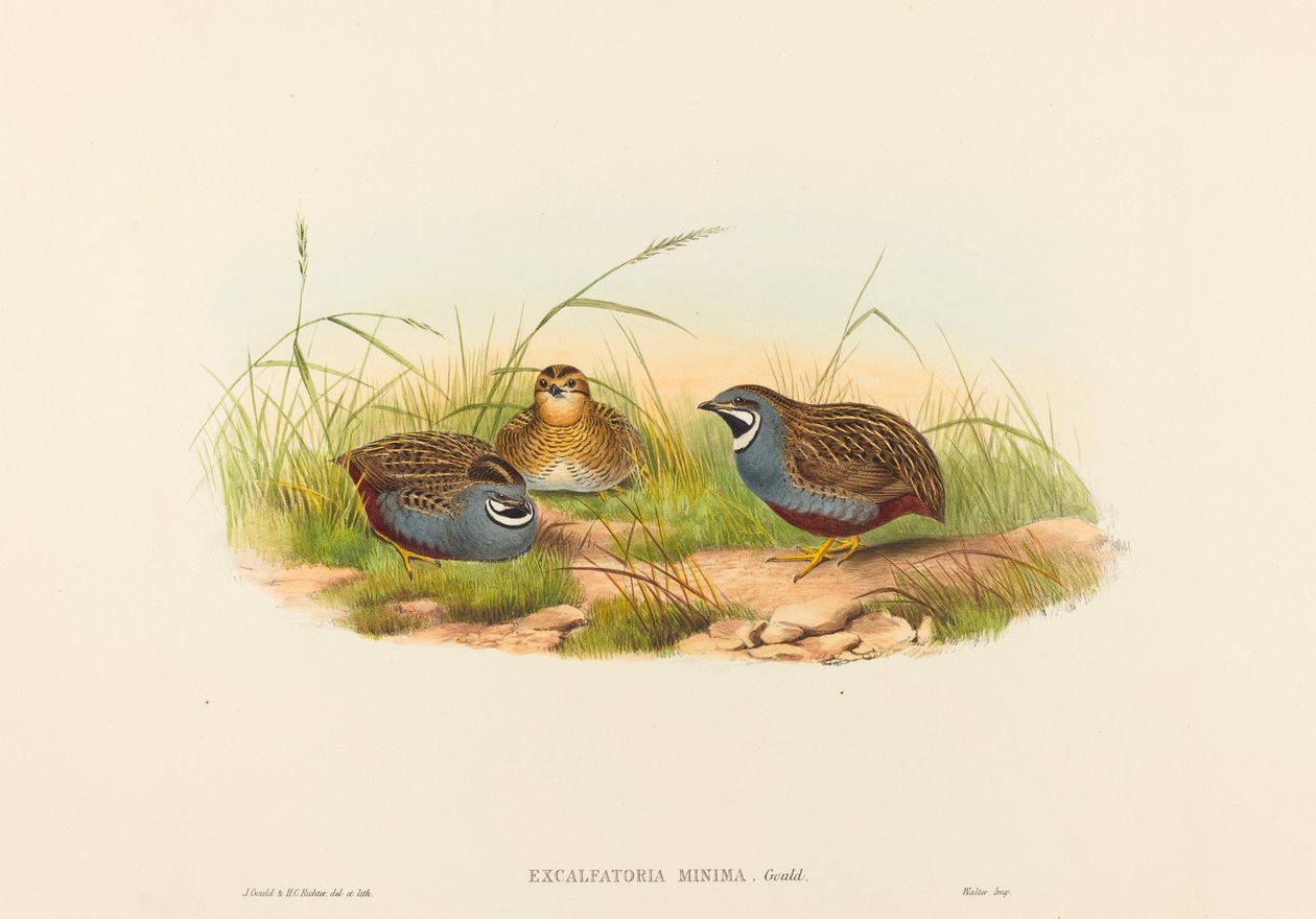 Excalftoria minima Blaubrustwachtel. Schöpfer: John Gould, Henry Constantine Richter von John Gould and Henry Constantine Richter John Gould and Henry Constantine Richter