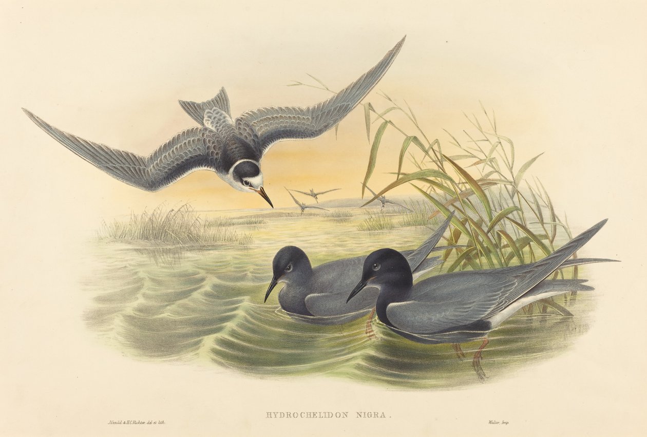 Hydrochelidon nigra. Schöpfer: John Gould, Henry Constantine Richter von John Gould and Henry Constantine Richter John Gould and Henry Constantine Richter