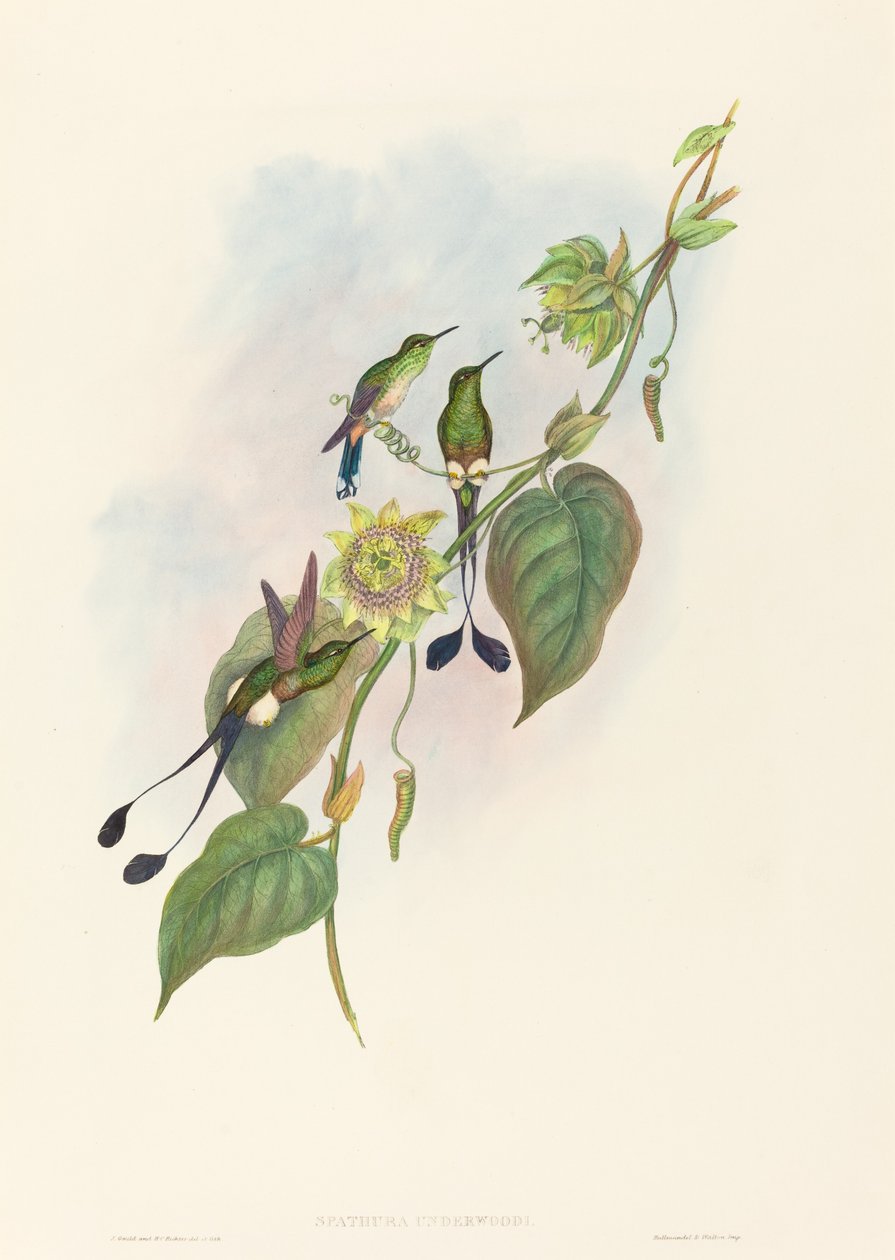Spathura underwoodi Weißfuß-Rackenschwanz von John Gould and Henry Constantine Richter John Gould and Henry Constantine Richter