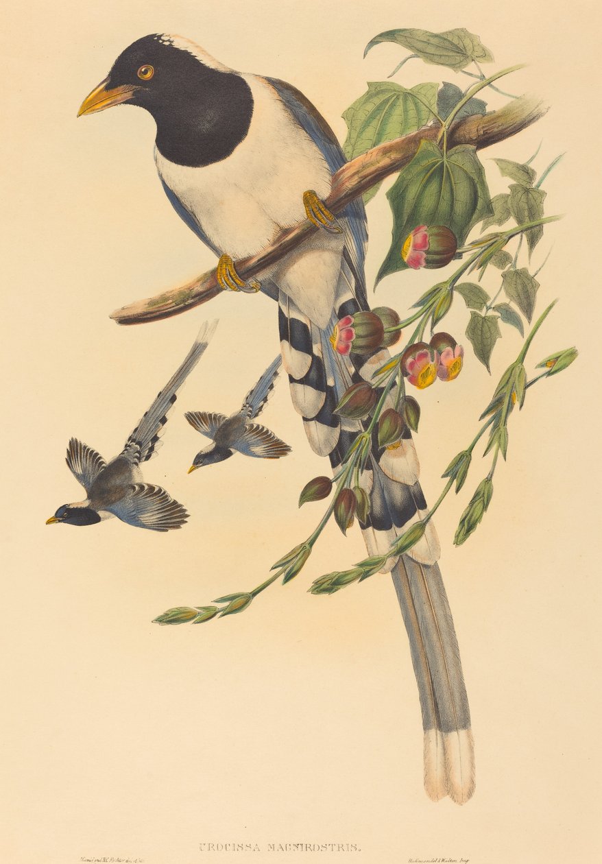 Urocissa magnirostris, wahrscheinlich 1850-1883. Schöpfer: John Gould, Henry Constantine Richter von John Gould and Henry Constantine Richter John Gould and Henry Constantine Richter