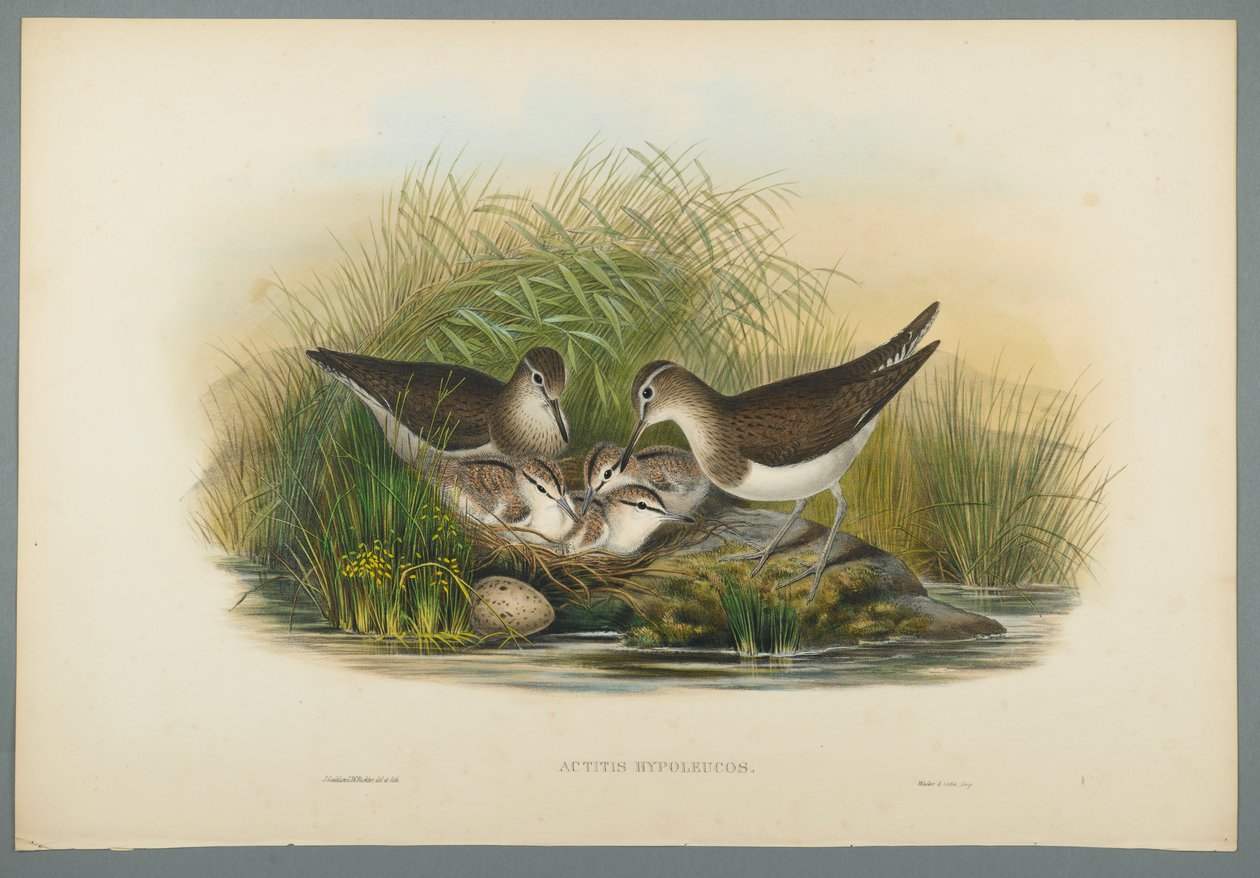 Flussuferläufer von John Gould