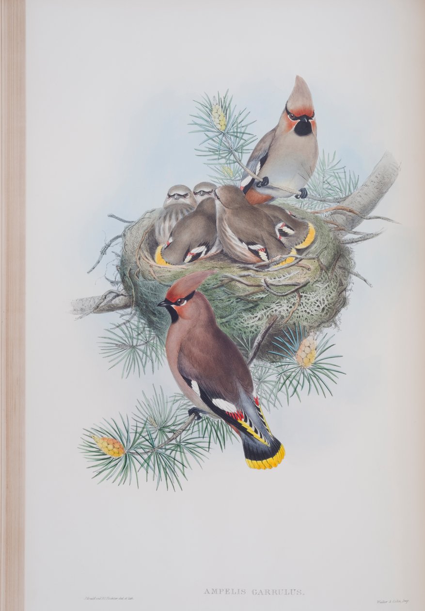 Ampelis Garrulus, Tafel aus Die Vögel von Großbritannien von John Gould, veröffentlicht 1862-73 von John Gould