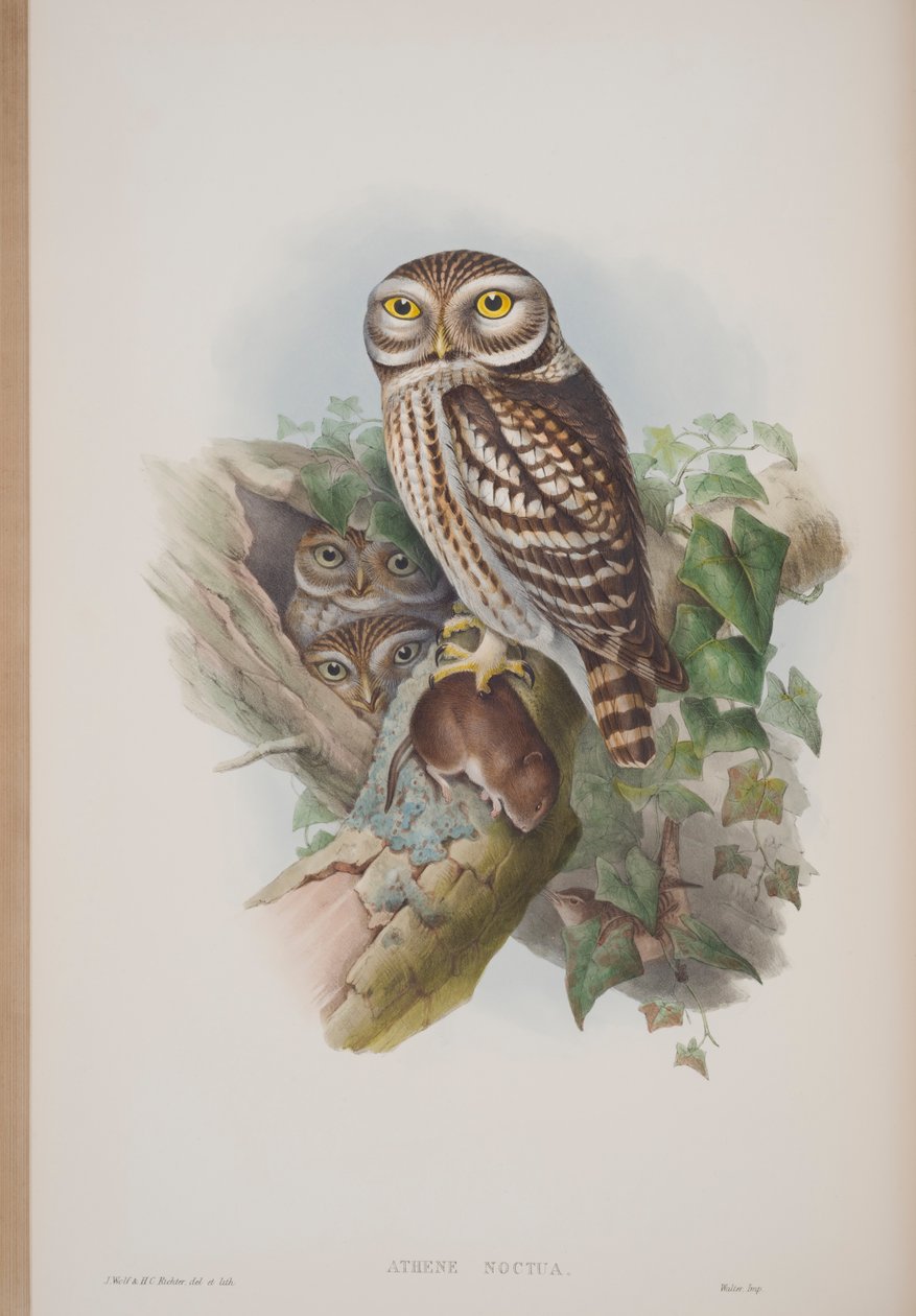 Athene Noctua, Tafel aus Die Vögel von Großbritannien von John Gould, veröffentlicht 1862-73 von John Gould