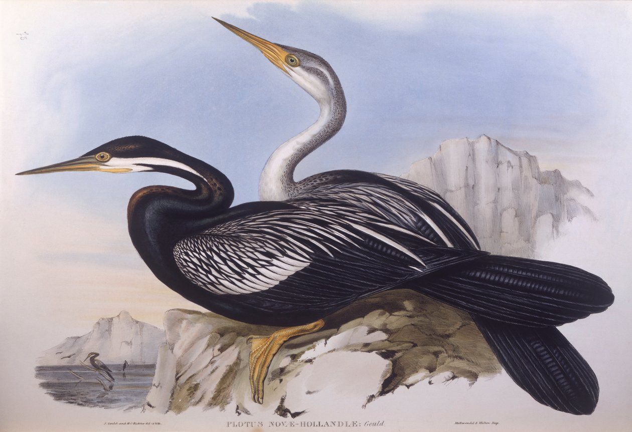 Australischer Schlangenhalsvogel (Anhinga novaehollandiae) von John Gould