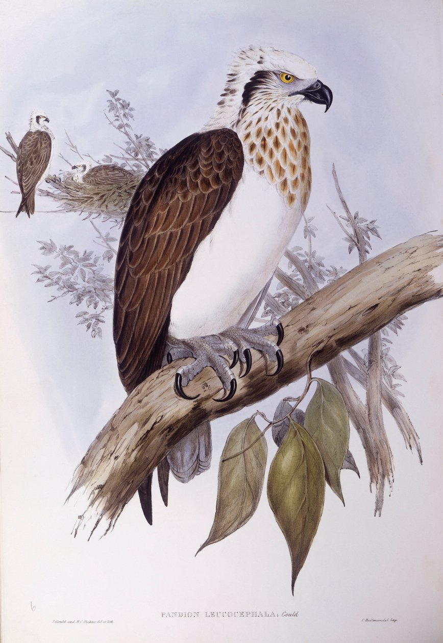 Australischer Fischadler (Pandion haliaetus cristatus), Gravur von John Gould von John Gould