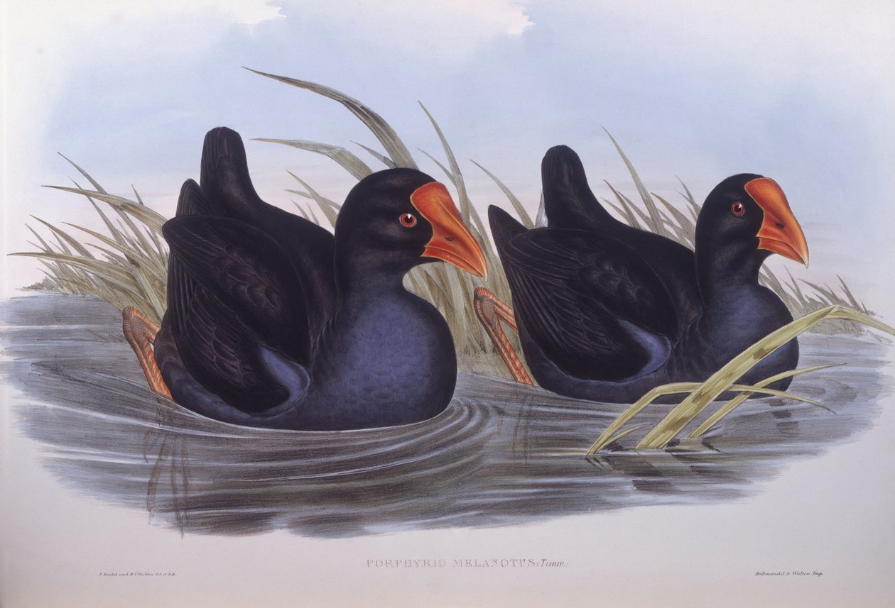 Australisches Purpurhuhn (Porphyrio melanotus) von John Gould
