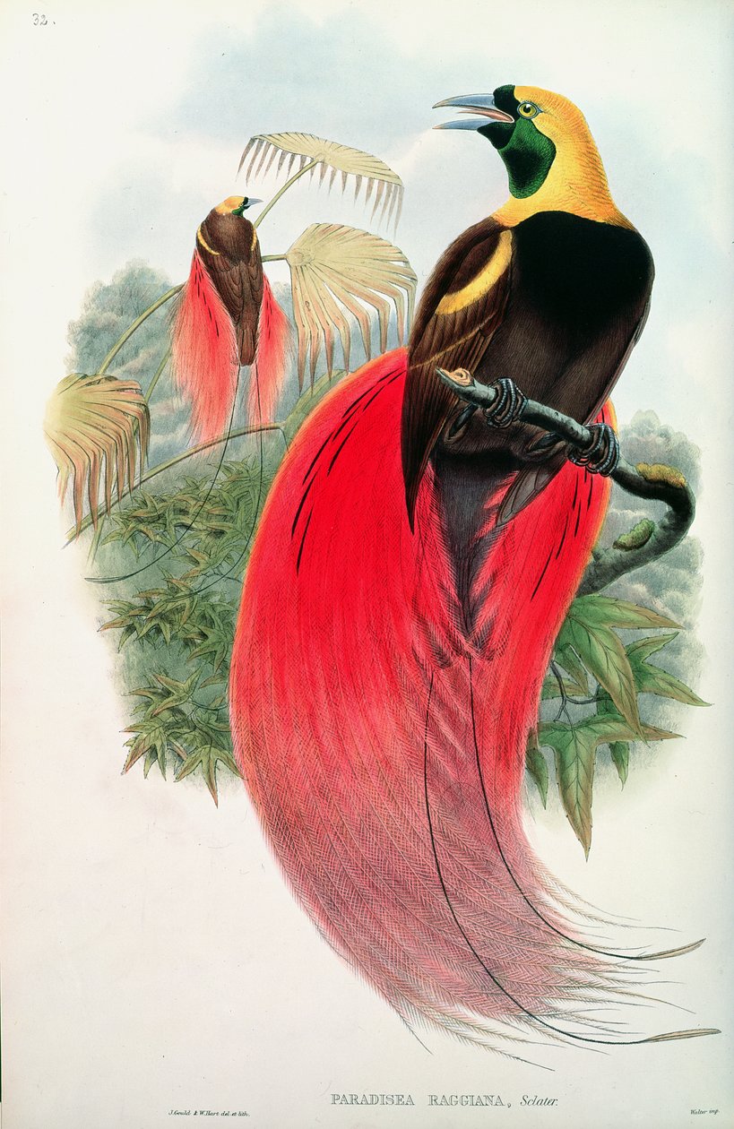 Paradiesvogel, graviert von T. Walter von John Gould
