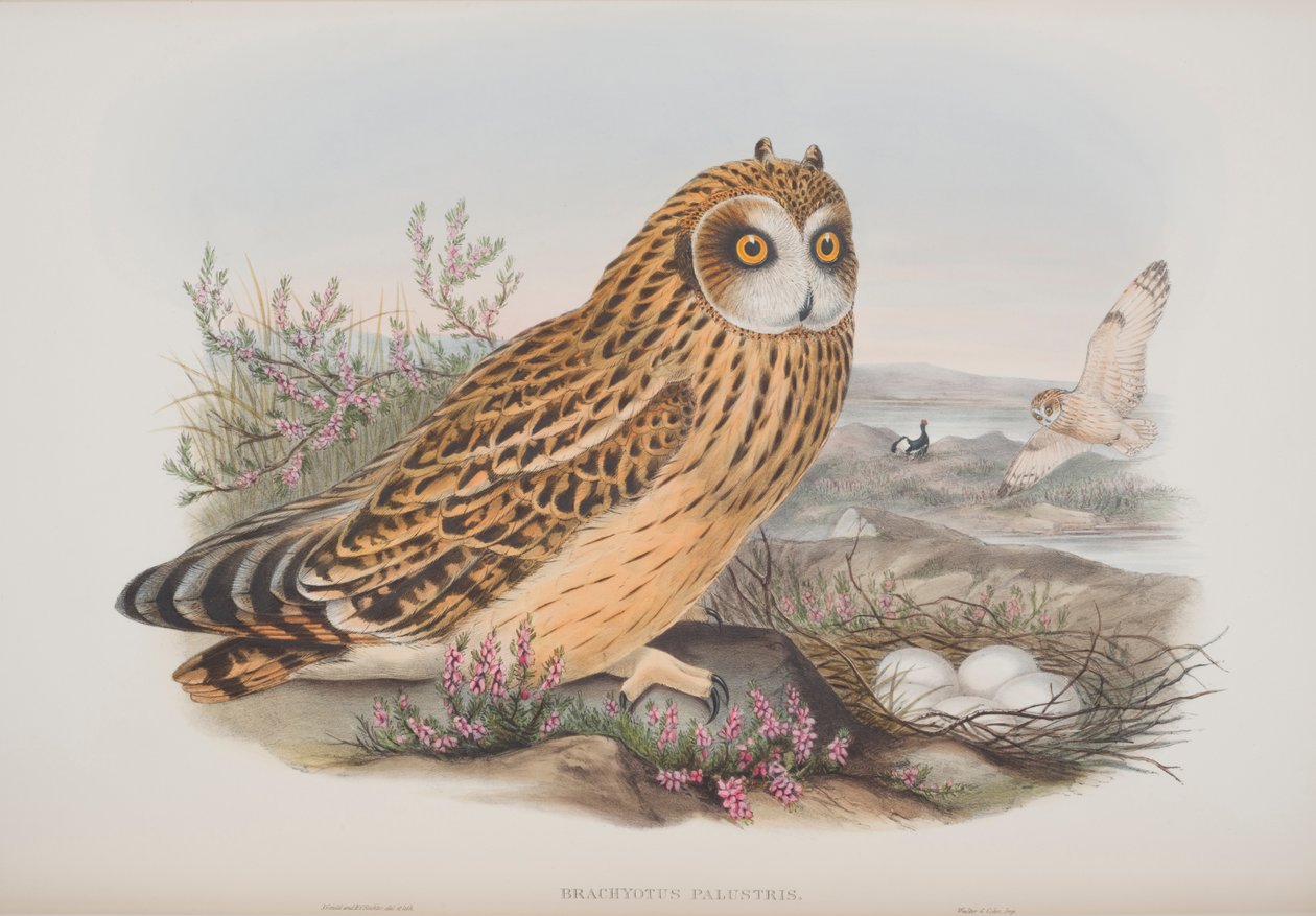 Brachyotus Palustris, Tafel aus The Birds of Great Britain von John Gould, veröffentlicht 1862-73 von John Gould