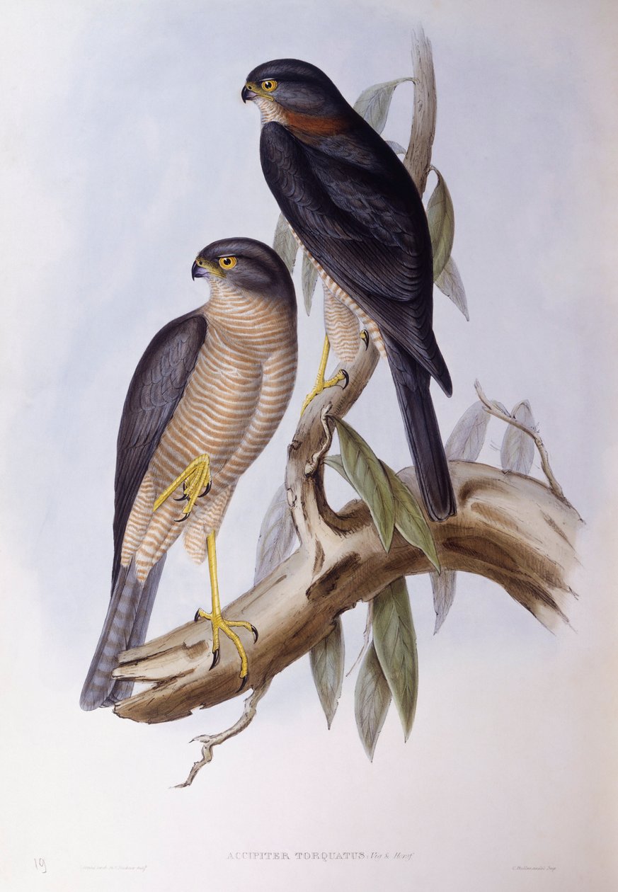Braunwasseramsel (Cinclus pallasii), Gravur von John Gould von John Gould