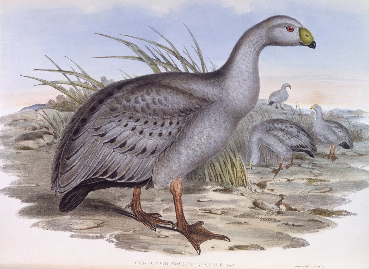 Kap-Barren-Gans (Cereopsis novaehollandiae), Gravur von John Gould
