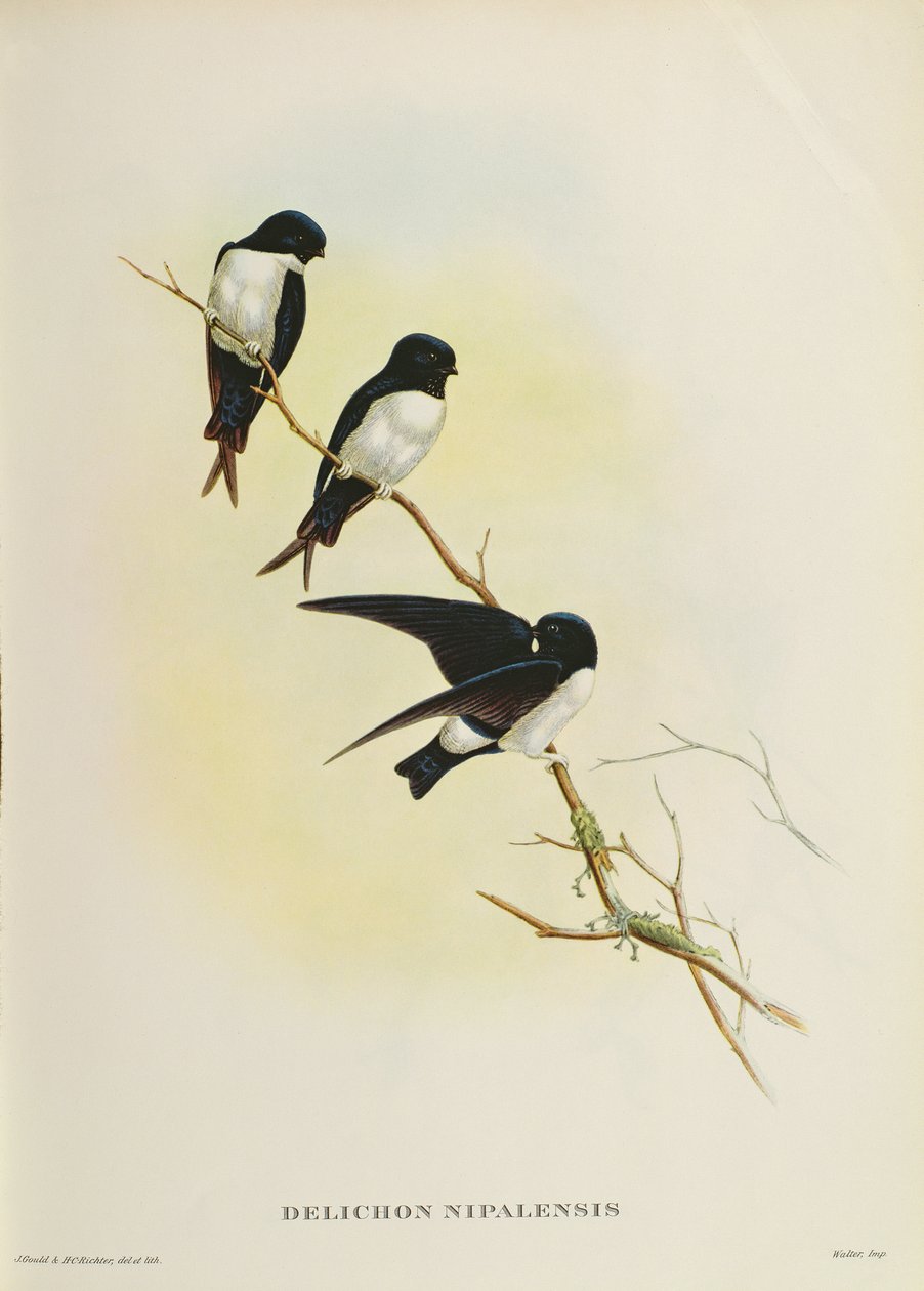 Delichon nipalensis, aus 