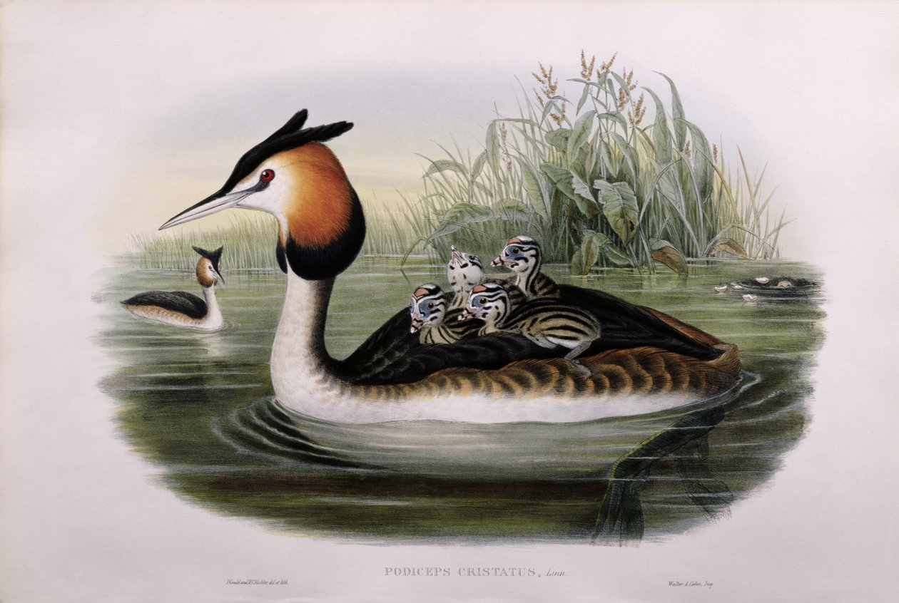 Haubentaucher (Podiceps Cristatus) von John Gould