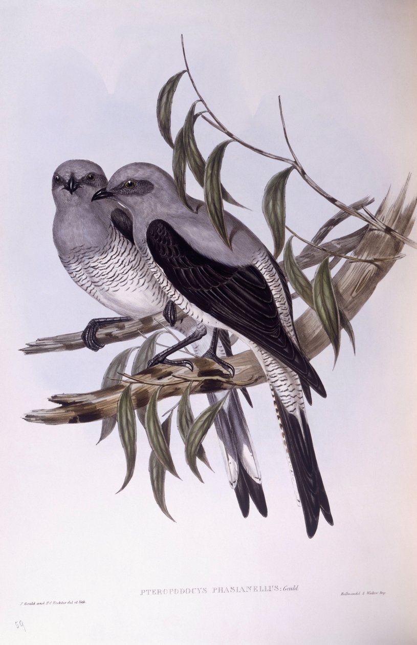 Boden-Kuckucksshrike (Coracina maxima), Gravur von John Gould von John Gould