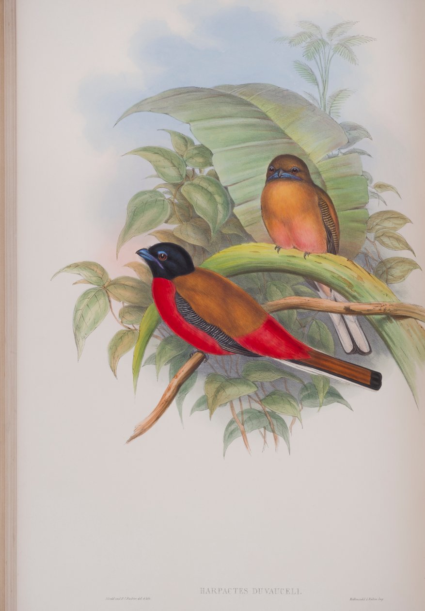 Harpactes Duvauceli, Tafel aus Die Vögel von Großbritannien von John Gould, veröffentlicht 1862-73 von John Gould