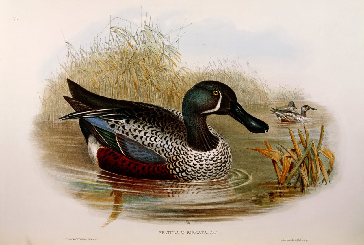 Illustration aus John Goulds "The Birds of Australia" (Australasian Shoveler) von John Gould