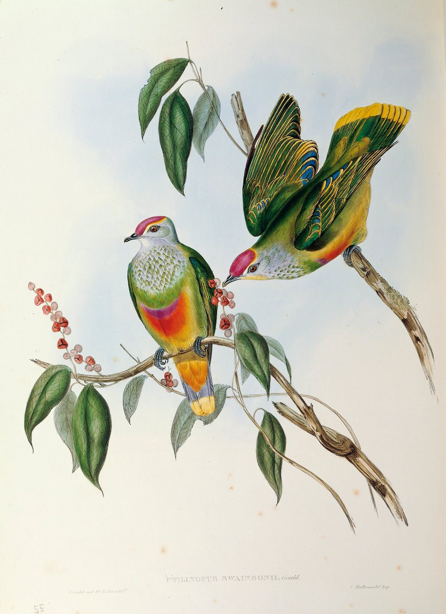 Illustration aus John Goulds "The Birds of Australia" darstellend Rosenkronen-Fruchttaube Ptilinopus regina von John Gould