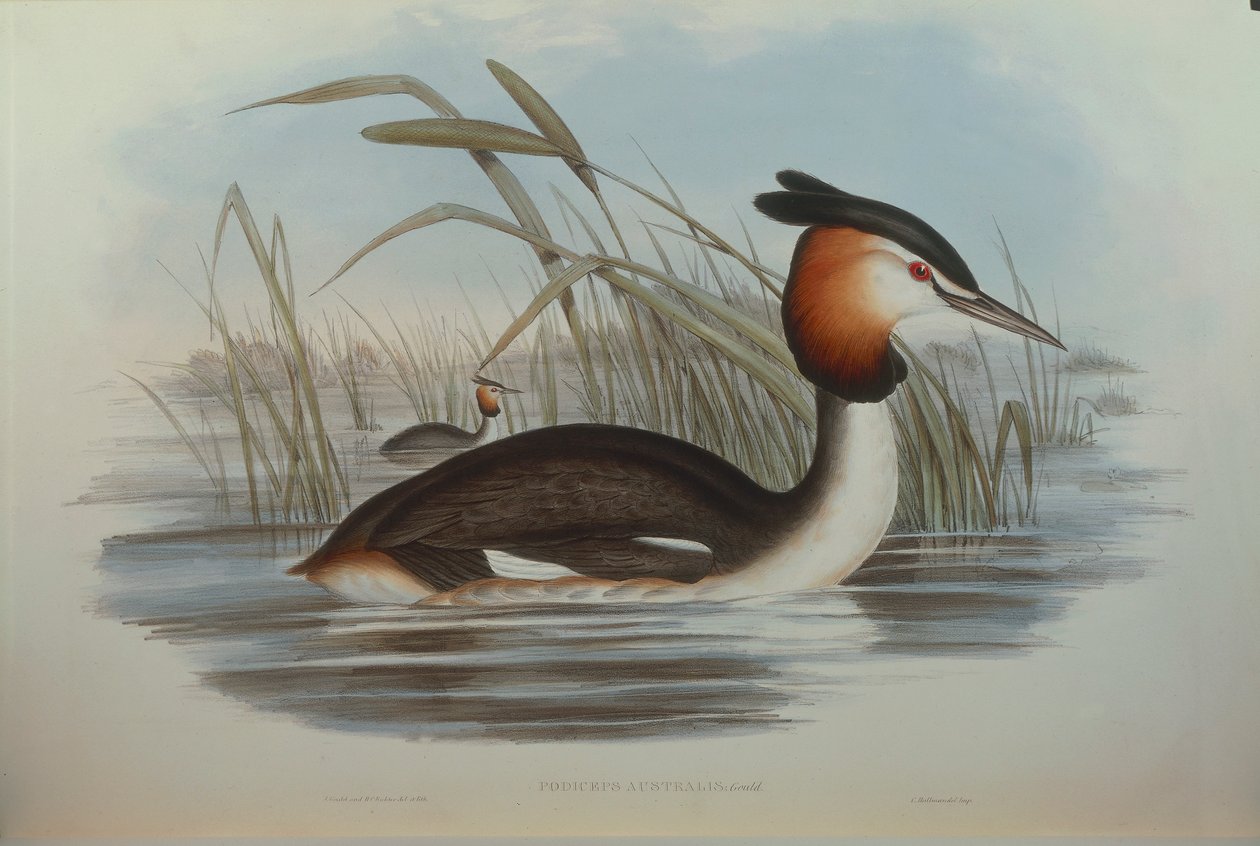 Illustration aus John Goulds "The Birds of Australia" darstellend Haubentaucher von John Gould