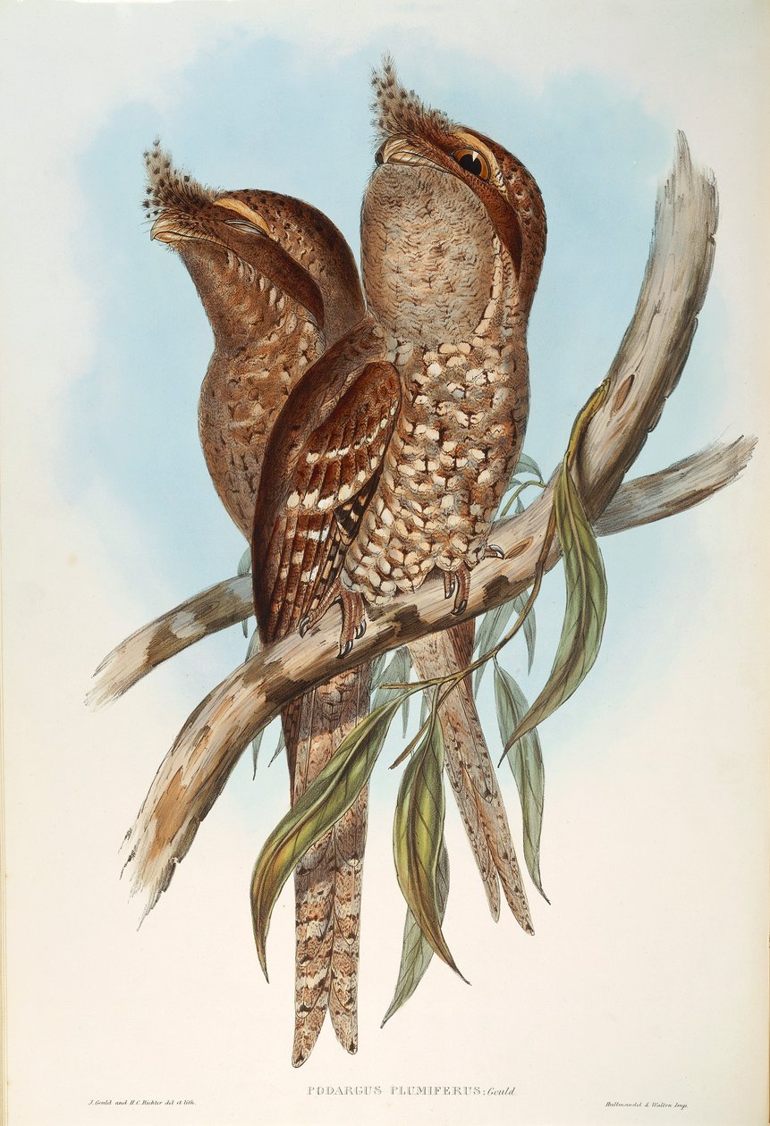 Illustration aus John Goulds "Die Vögel Australiens" darstellend Eulenschwalm (Podargus strigoides), von Oscar Dressler von John Gould