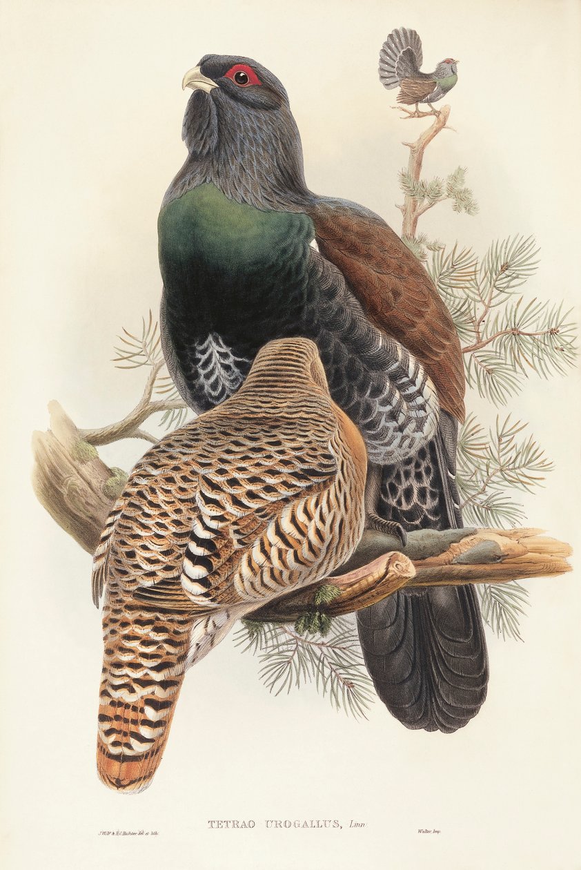 Illustration aus John Goulds "The Birds of Great Britain" darstellend Auerhuhn von John Gould