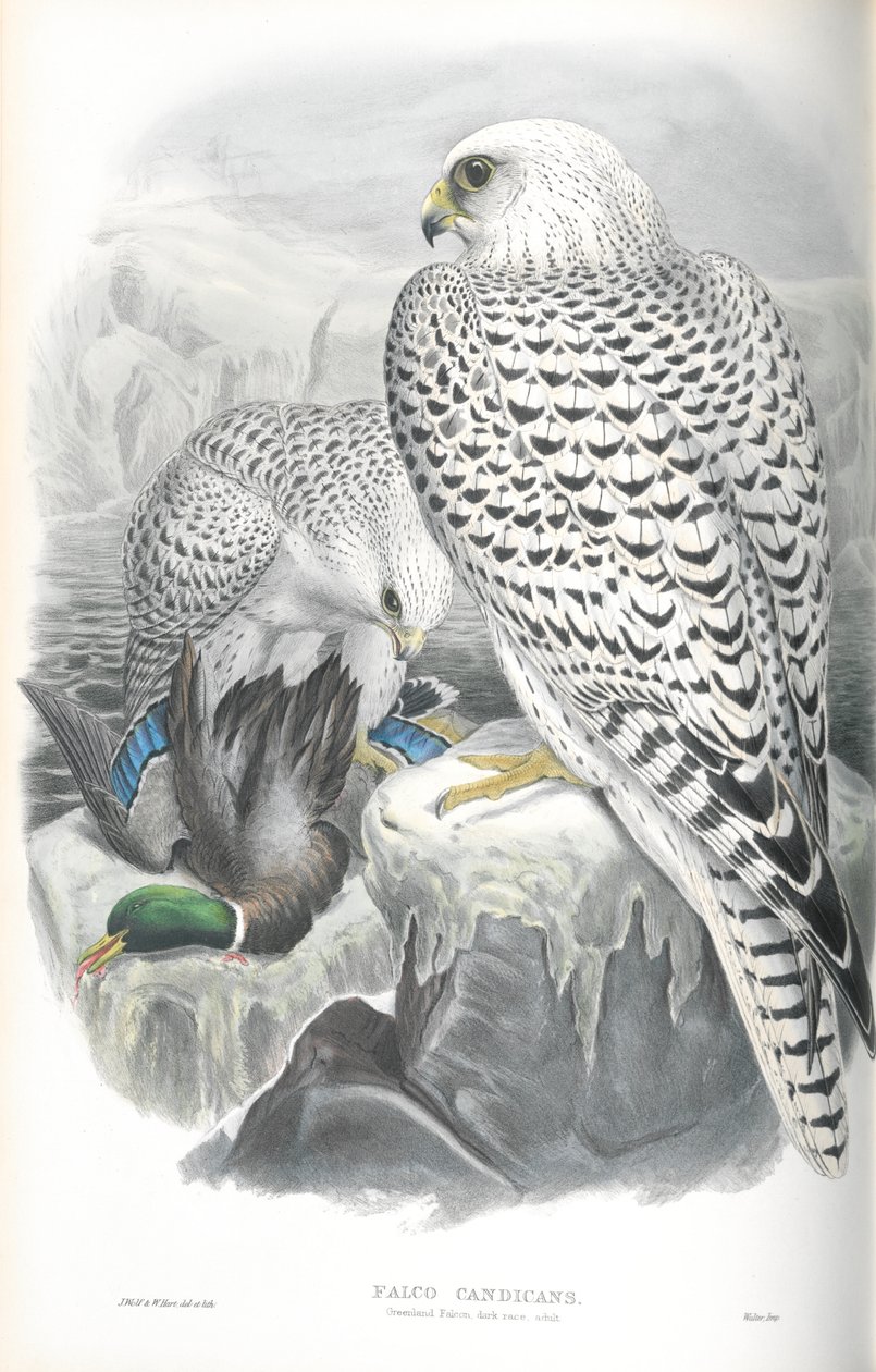 Illustration des Grönlandfalken (dunkle Rasse) von John Gould