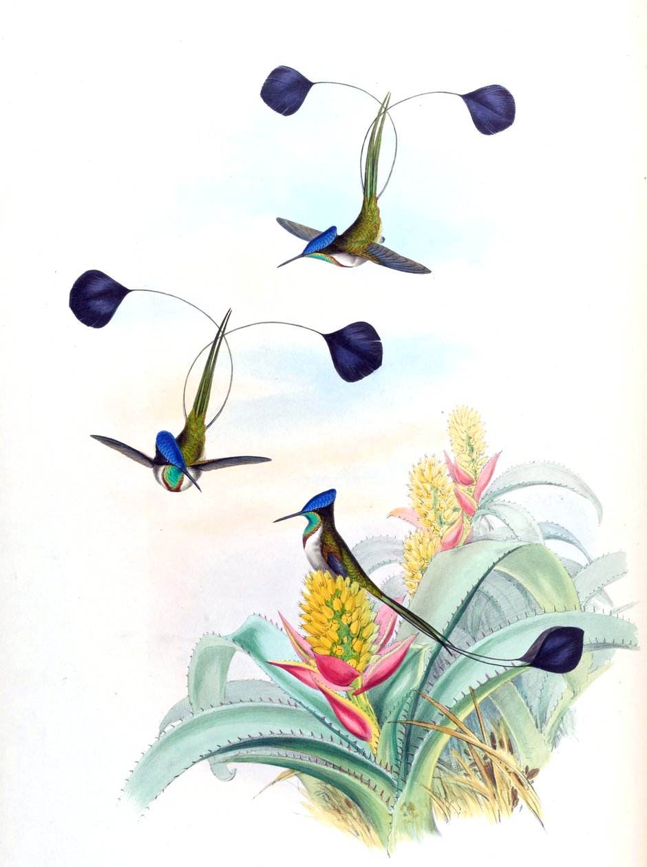 Illustration von Loddigesia mirabilis (Kolibri) auf Aechmea mertensii (als syn. A. mucroniflora) (Bromelie) von John Gould