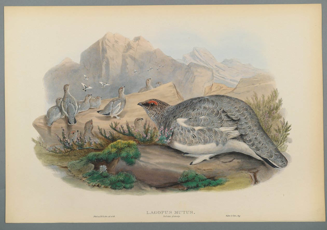 Alpenschneehuhn, Herbstkleid von John Gould