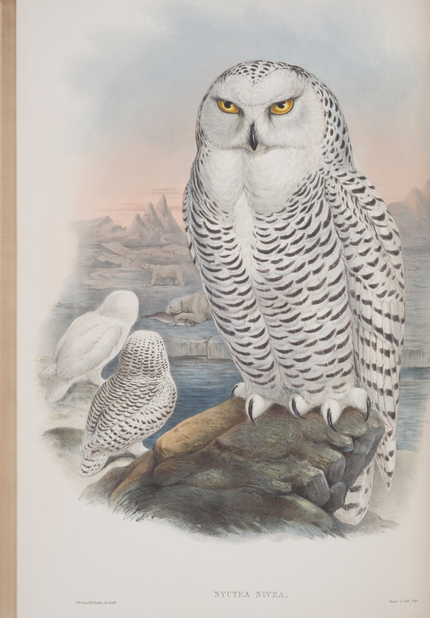 Nyctea Nivea, Tafel aus The Birds of Great Britain von John Gould, veröffentlicht 1862-73 von John Gould