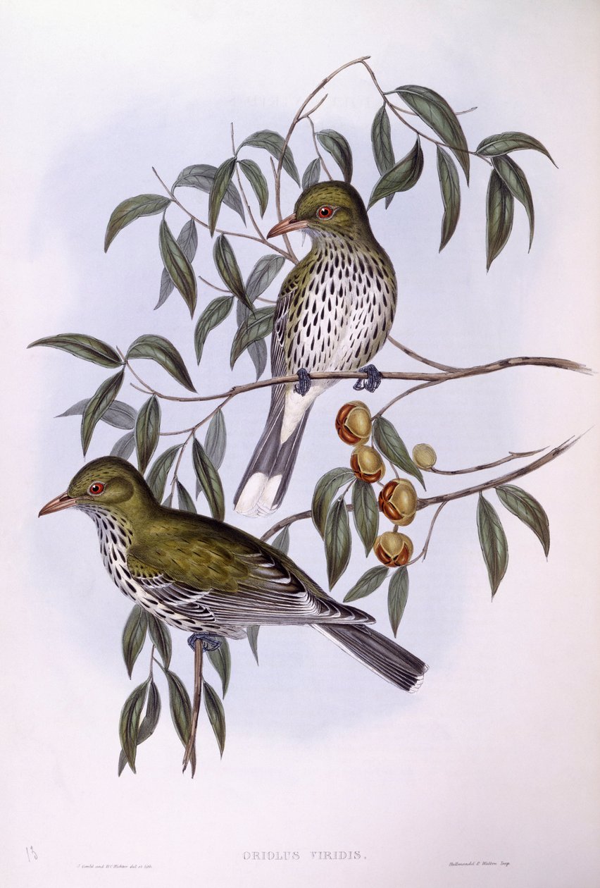 Olivrückenpirol, Gravur von John Gould von John Gould