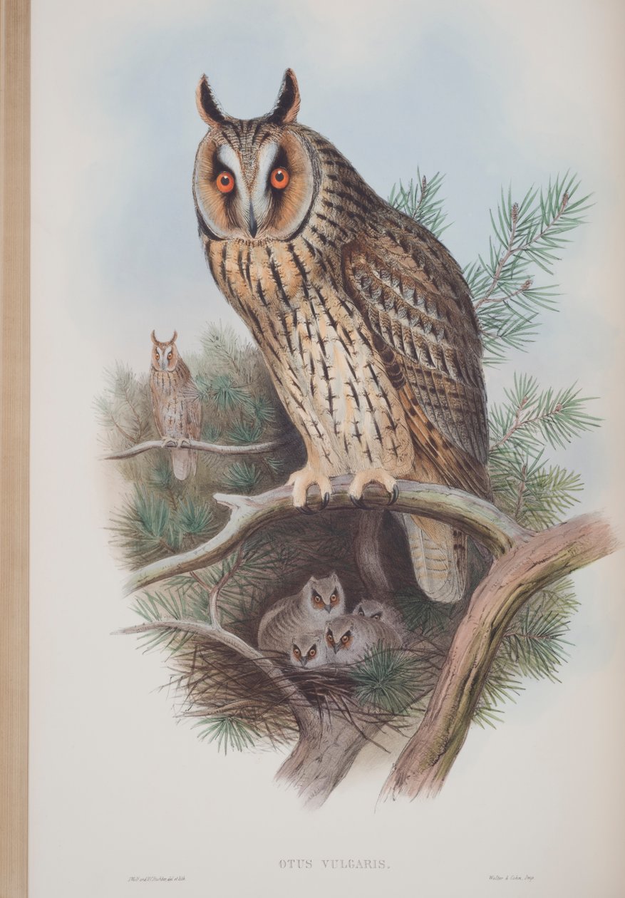 Otus Vulgaris, Tafel aus The Birds of Great Britain von John Gould, veröffentlicht 1862-73 von John Gould