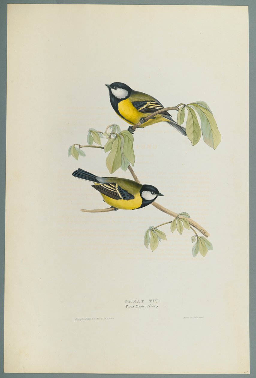 Kohlmeise von John Gould