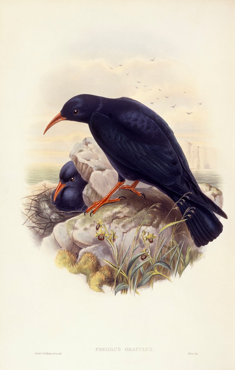Alpendohle (Pyrrhocorax pyrrhocorax), Gravur von John Gould von John Gould