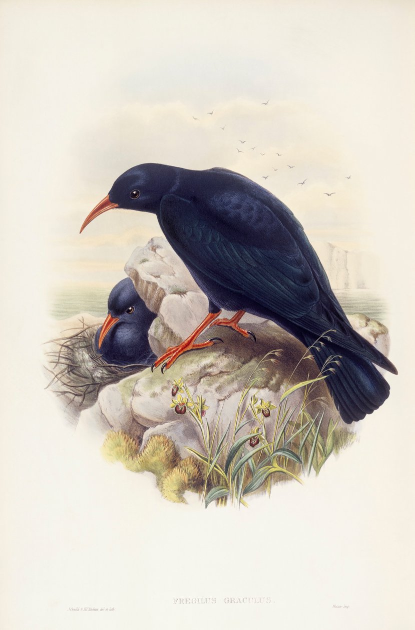 Alpendohle, Gravur von John Gould von John Gould
