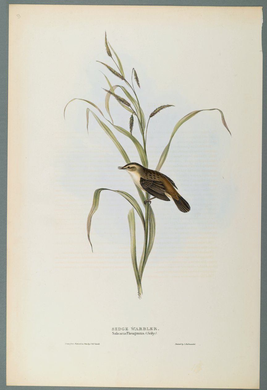 Salicaria Phragmatis: Schilfrohrsänger von John Gould