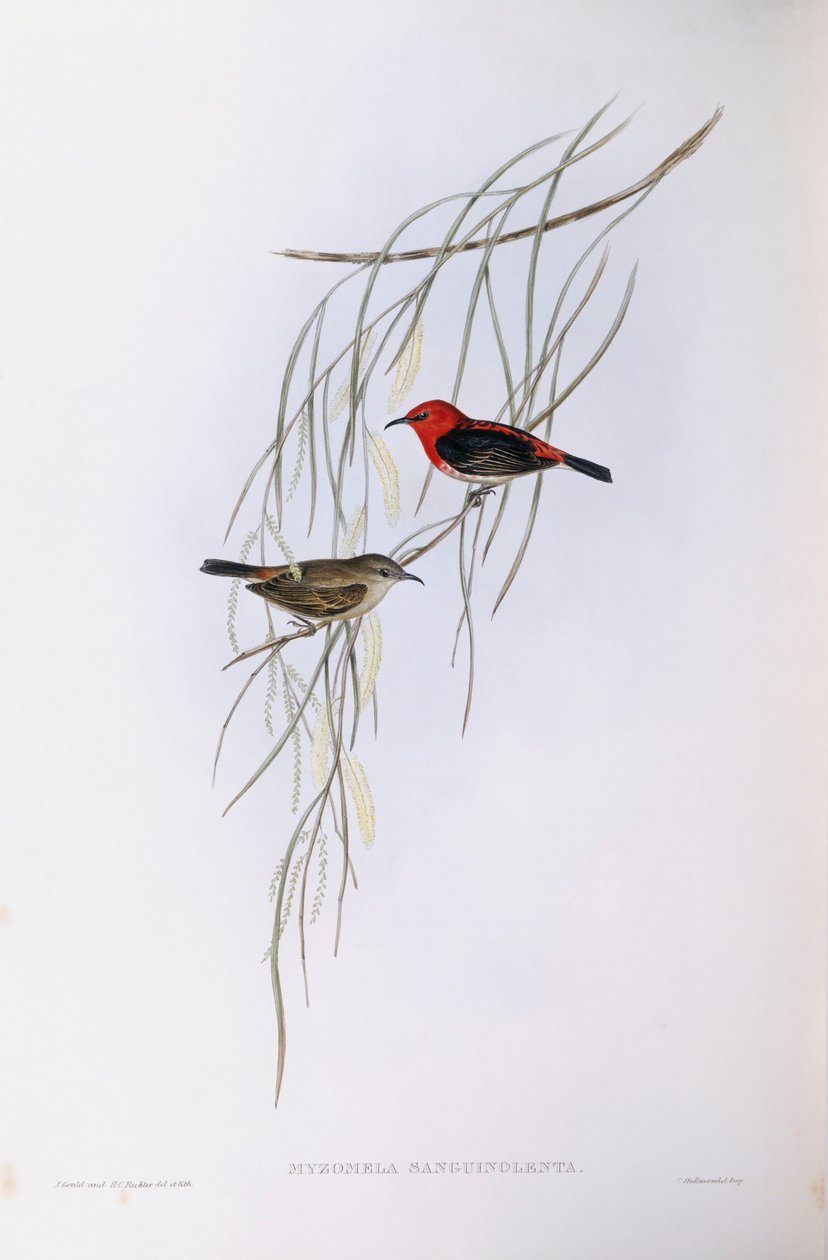 Scharlachmyzomela (Myzomela sanguinolenta), Gravur von John Gould von John Gould