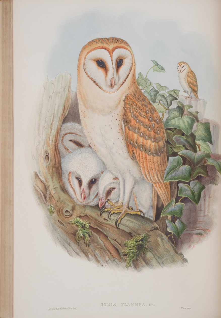 Strix Flammea, Tafel aus The Birds of Great Britain von John Gould, veröffentlicht 1862-73 von John Gould