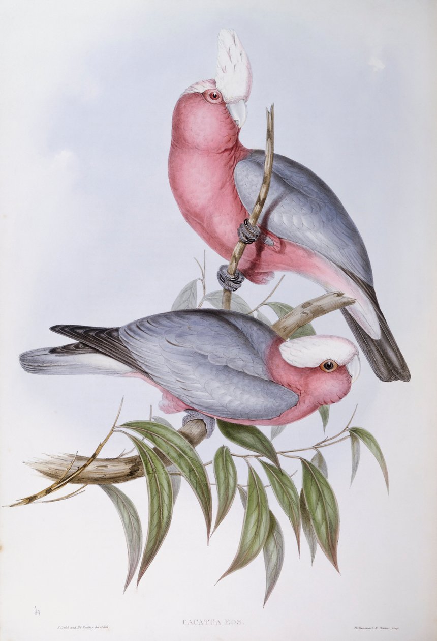 Veilchenlori (Eos squamata), Gravur von John Gould von John Gould