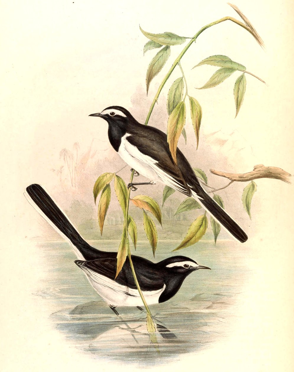 Weißbrauenbachstelze (Große Bachstelze) Motacilla maderaspatensis Gmelin von John Gould