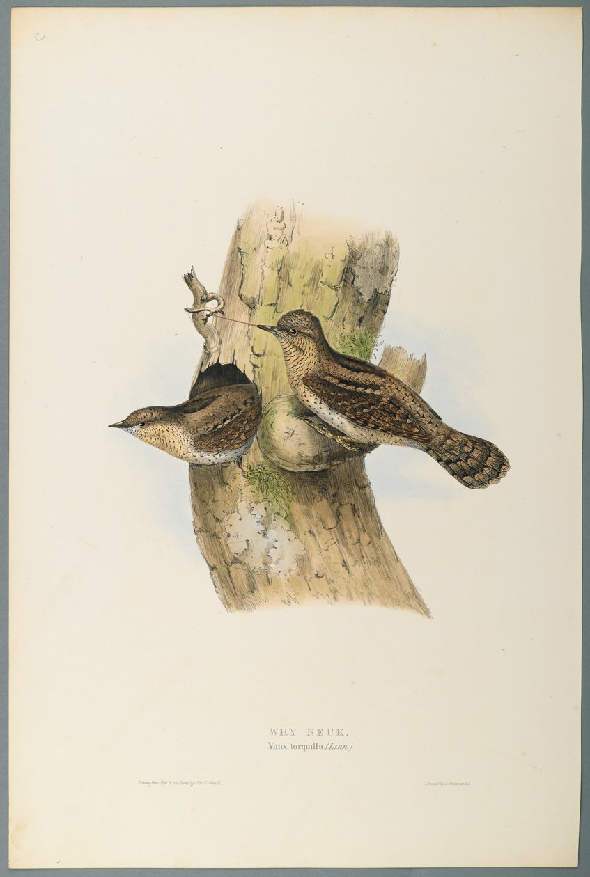 Yunx Torquilla: Wendehals von John Gould